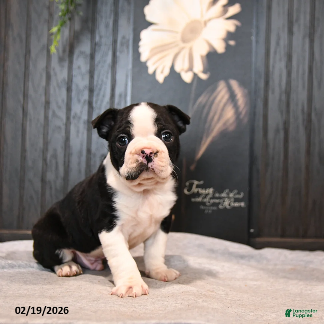 Boston Terrier dogs for sale: Pierre - Ad 1