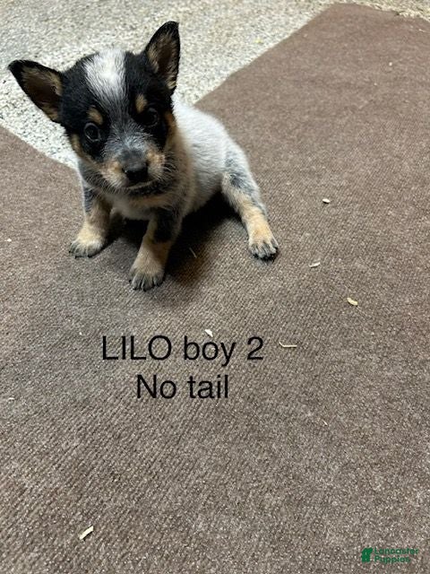 Australian Cattle Dog dogs Australian Cattle Dog 2 - Ad 1