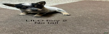 Australian Cattle Dog 2
