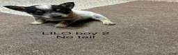 Australian Cattle Dog dogs for sale: Australian Cattle Dog 2 - Ad 1