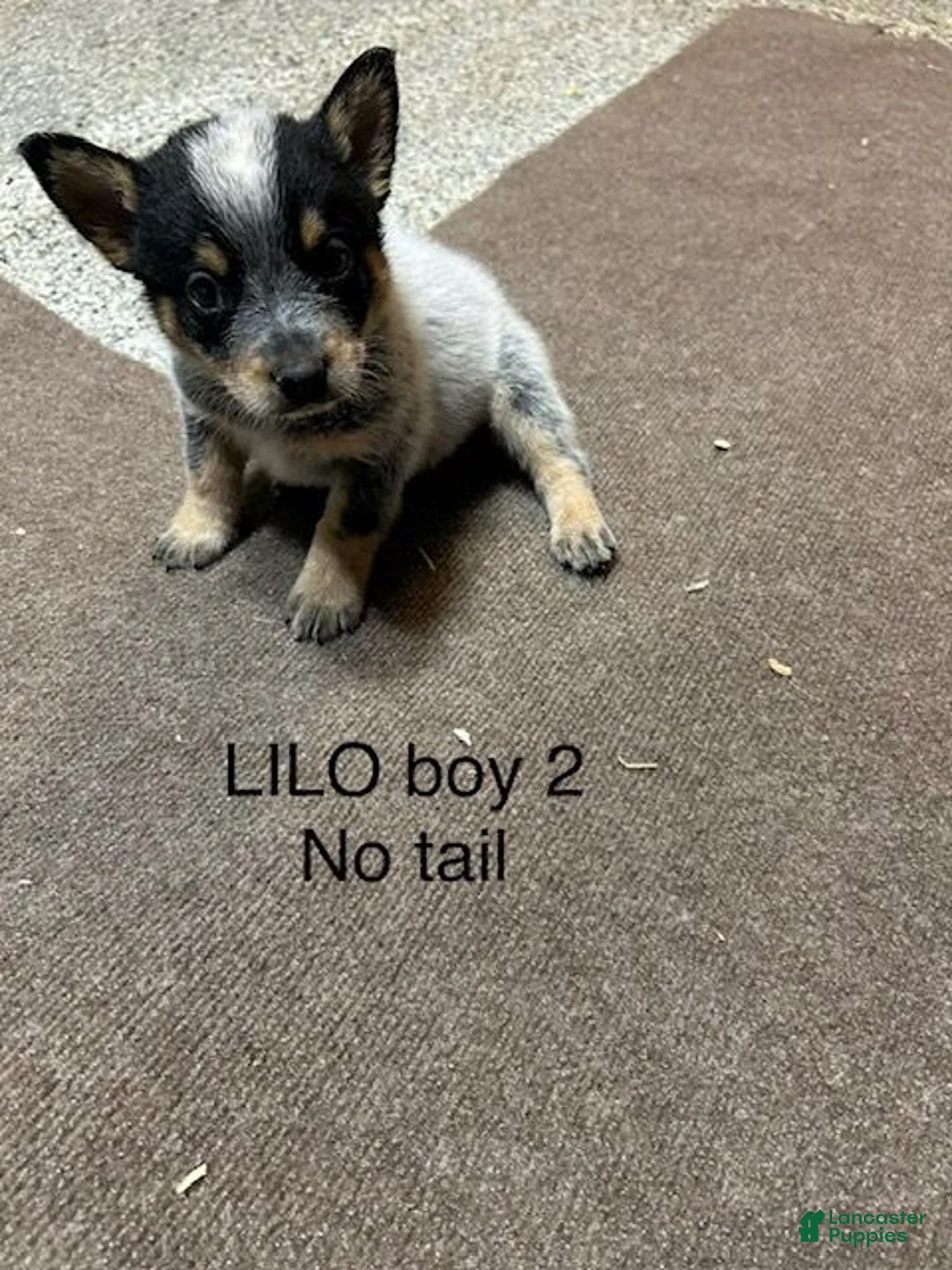 Australian Cattle Dog dogs for sale: Australian Cattle Dog 2 - Ad 1