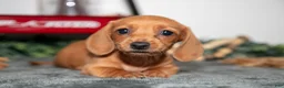 Miniature Dachshund dogs for sale: Tootie - Ad 3