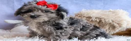 Bichpoo dogs for sale: NORMAN - Ad 7