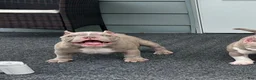 American Bully dogs for sale: American Bully 1 - Ad 3