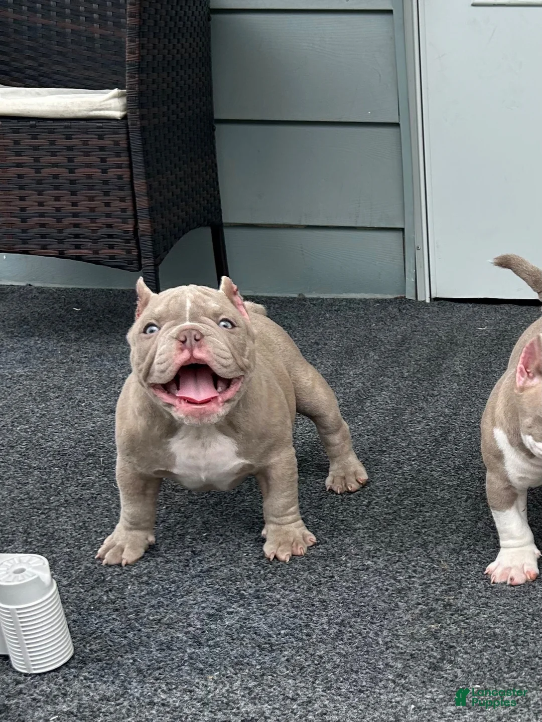 American Bully dogs for sale: American Bully 1 - Ad 3