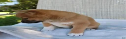 Shiba Inu dogs for sale: Luna - Ad 4