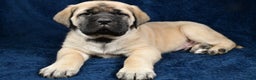 English Mastiff dogs for sale: Sylis - Ad 2