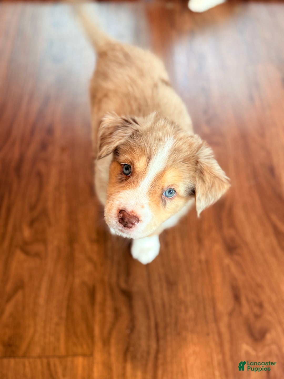 Mixed Breed dogs for sale: Nelly - Ad 4