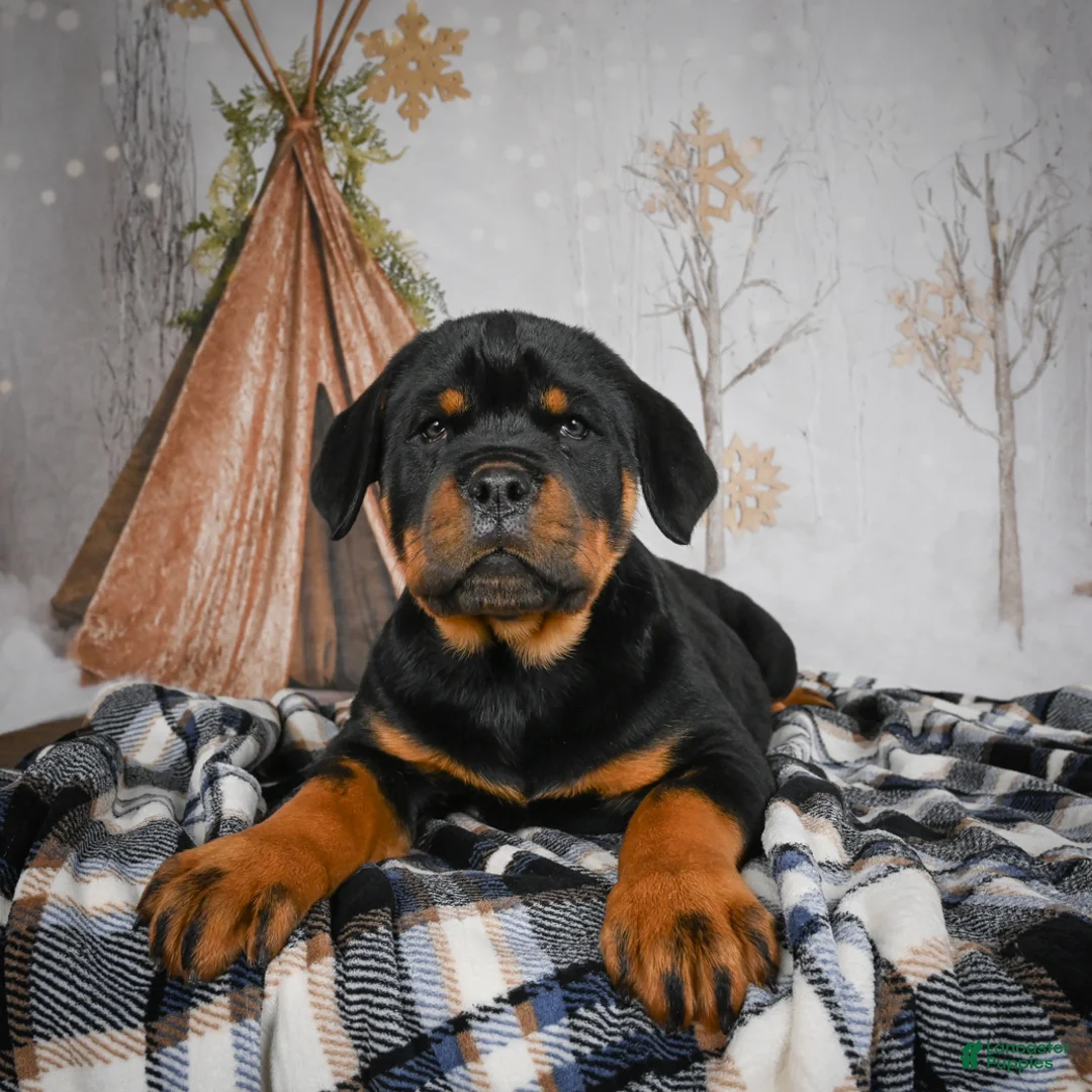 Rottweiler dogs for sale: Tara/ Mocha – Santos Ad-Dirah - Ad 3