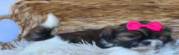Shih Tzu dogs for sale: STELLA - Ad 6