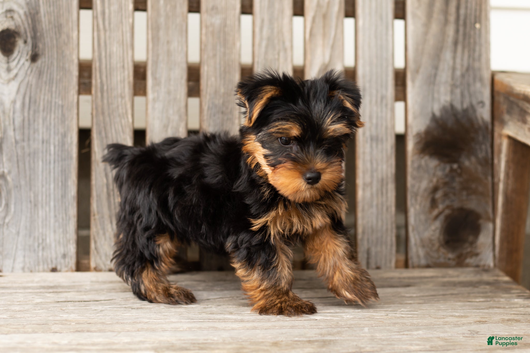 Yorkshire Terrier dogs Zackary  - Ad 38
