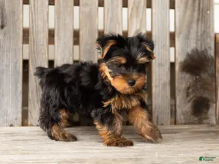 Yorkshire Terrier dogs Zackary - Ad 38