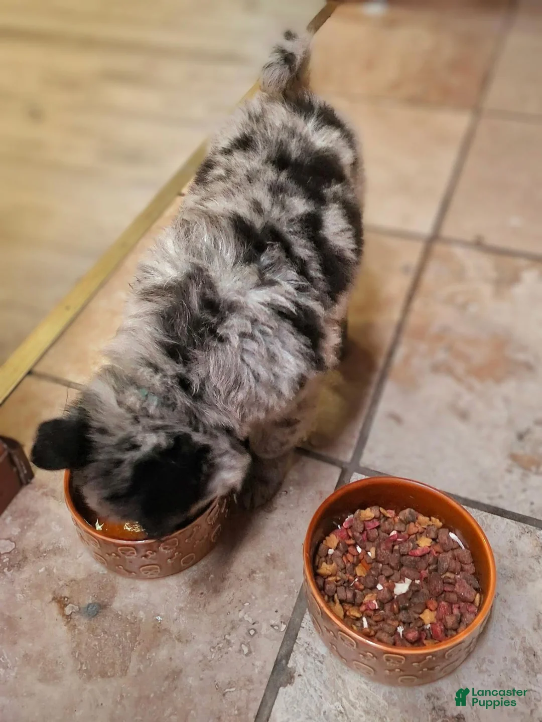 Pomsky dogs for sale: Twin - Ad 2