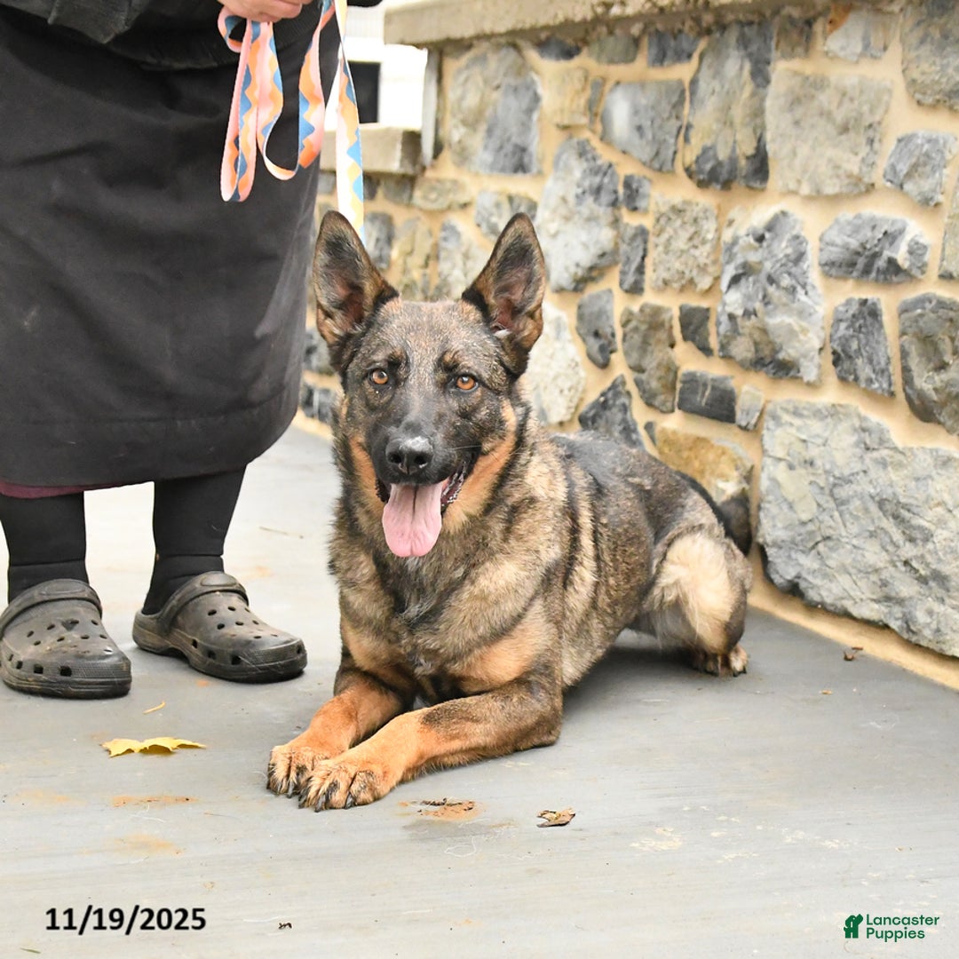 Mixed Breed dogs for sale: Oakley - Ad 2