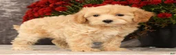 Havapoo dogs for sale: Rachel - Ad 7