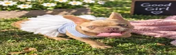 French Bulldog dogs for sale: Goldilocks - Ad 3