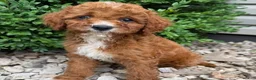 Cavapoo dogs for sale: Parker  - Ad 1