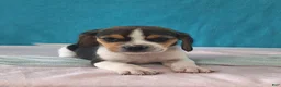 Beagle dogs for sale: dylan - Ad 2