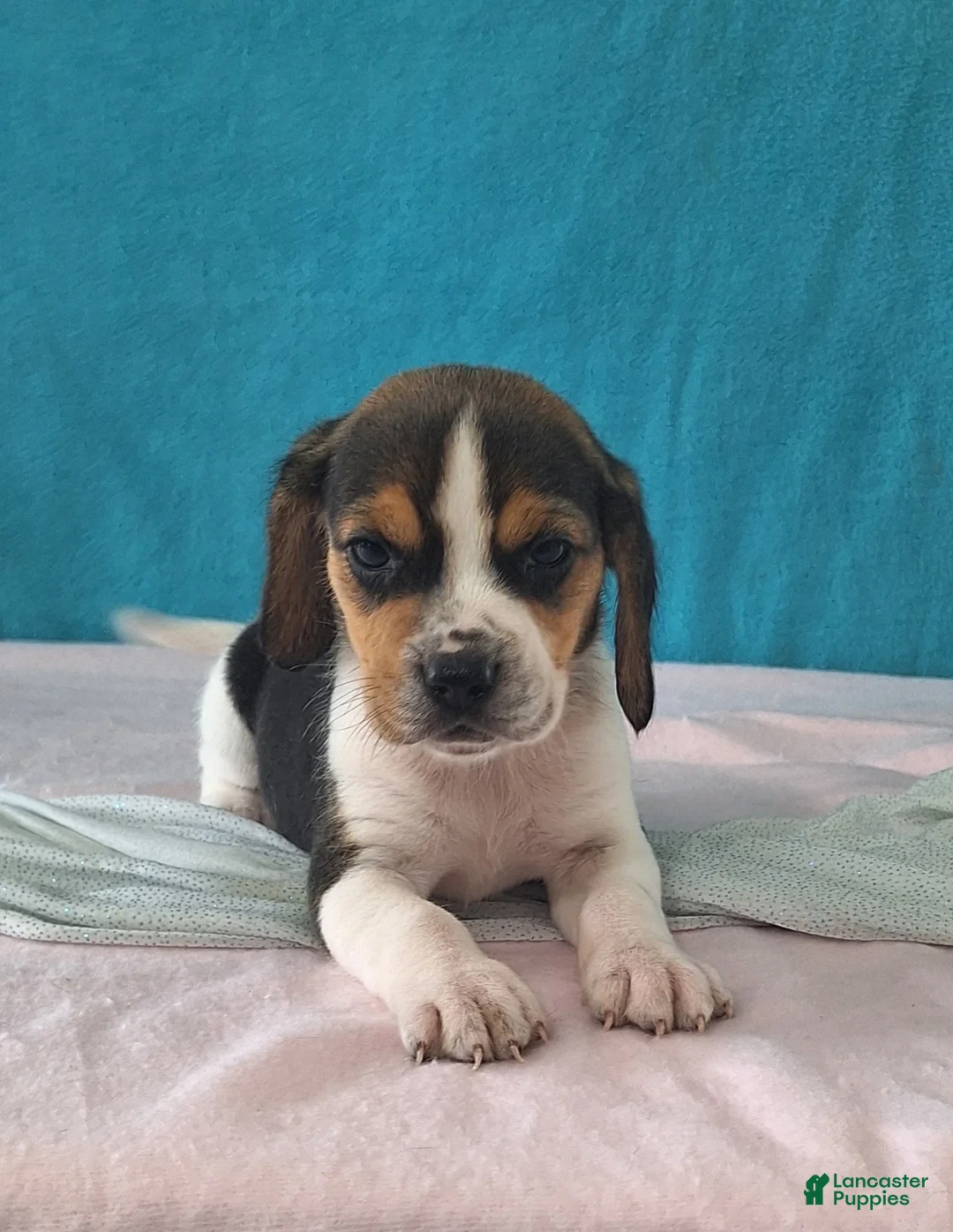 Beagle dogs for sale: dylan - Ad 2