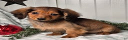 Miniature Dachshund dogs for sale: Darling  - Ad 1