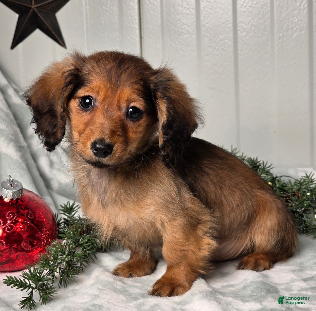 Miniature Dachshund dogs for sale: Darling  - Ad 1