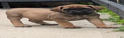 English Mastiff dogs for sale: English Mastiff Puppy 4 - Ad 11