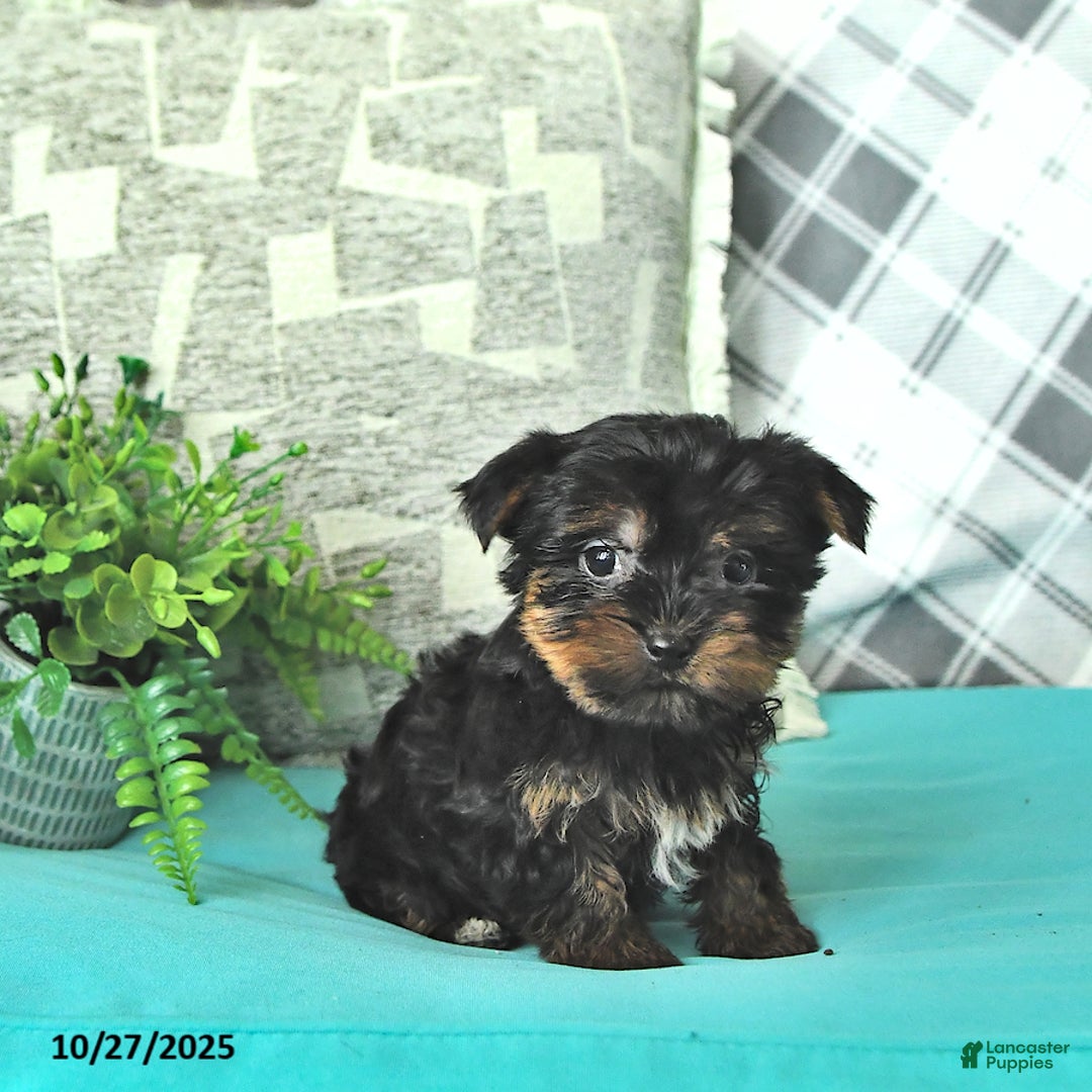 Yorkshire Terrier dogs for sale: Kipper - Ad 2