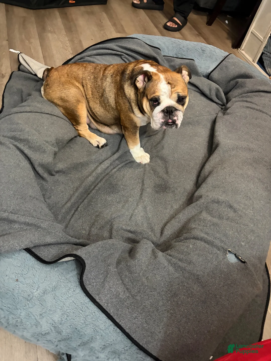 English Bulldog dogs for sale: English Bulldog 3 - Ad 2