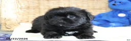 Shorkie dogs for sale: Tippy - Ad 3