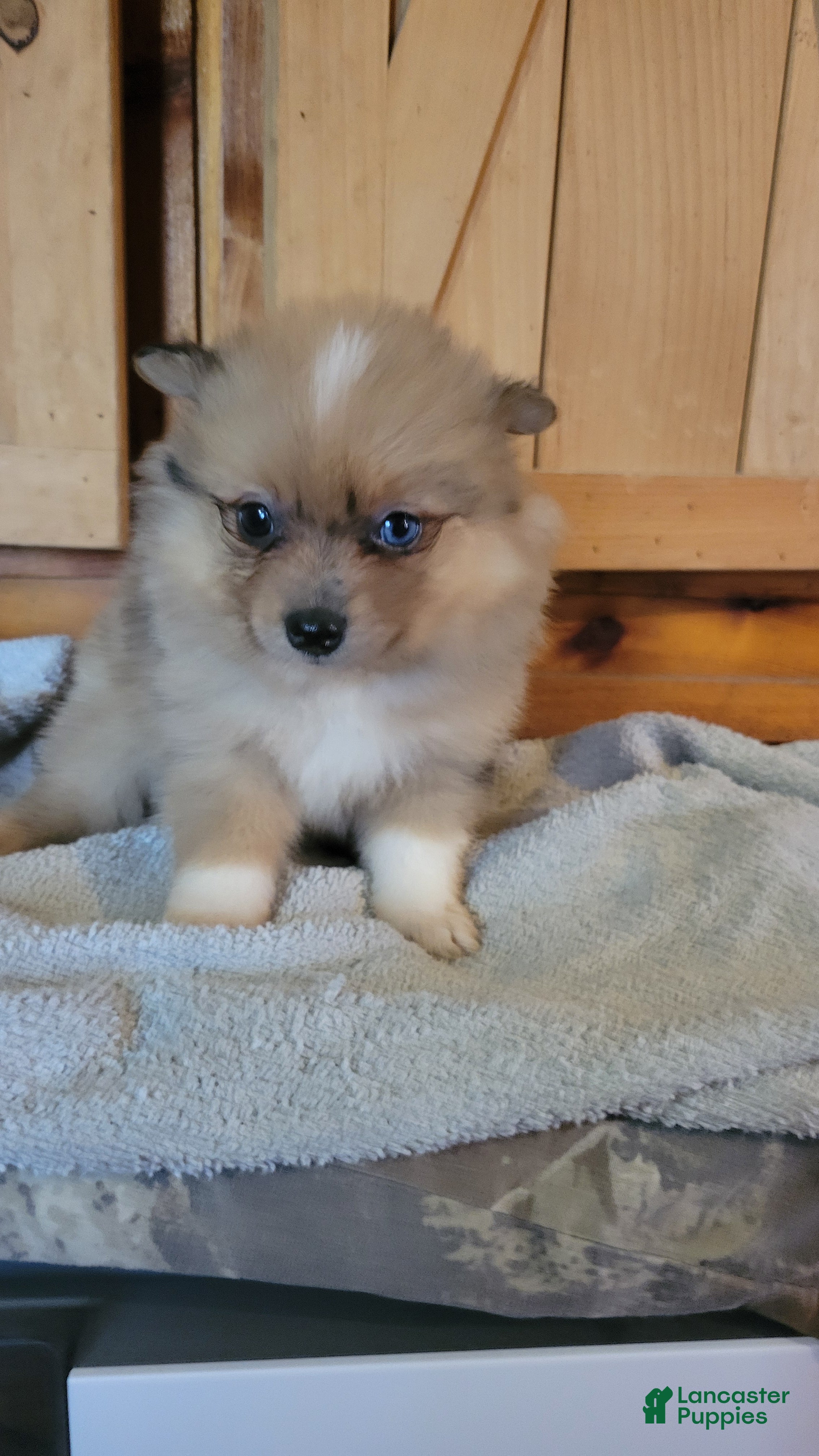 Pomeranian dogs Jazz - Ad 1