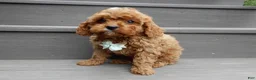 Cavapoo dogs for sale: Cooper - Ad 5