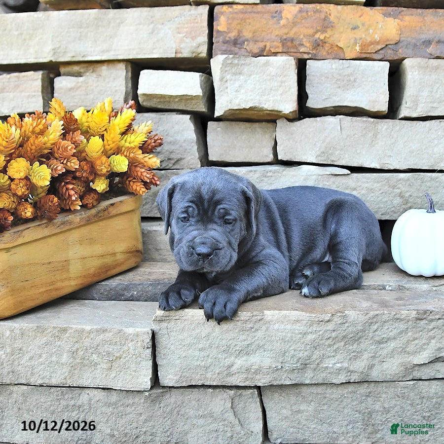 Cane Corso dogs Sage - Ad 2