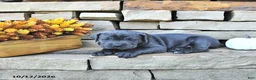 Cane Corso dogs for sale: Sage - Ad 2
