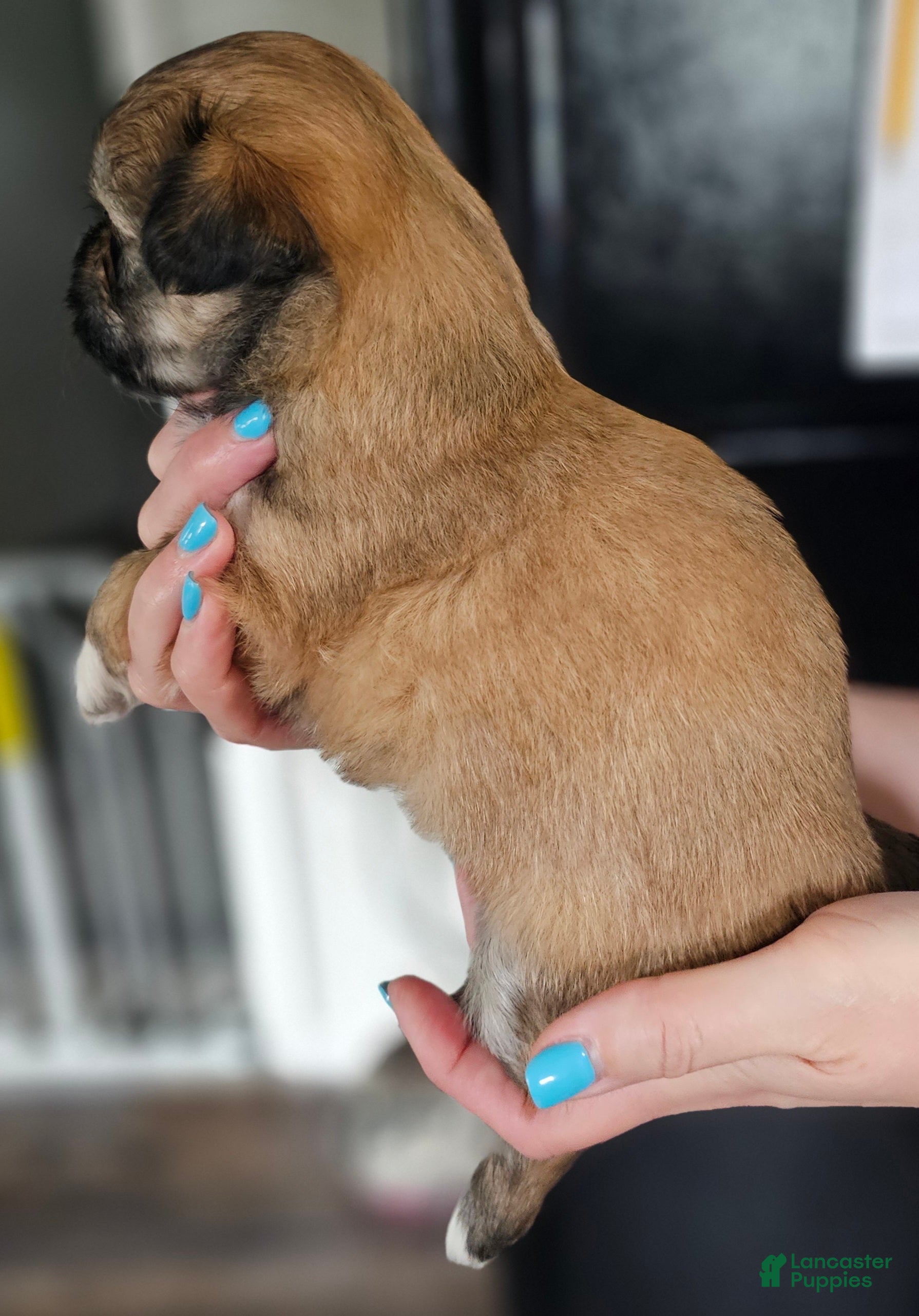 Teddy Bear dogs Sandy - Ad 2