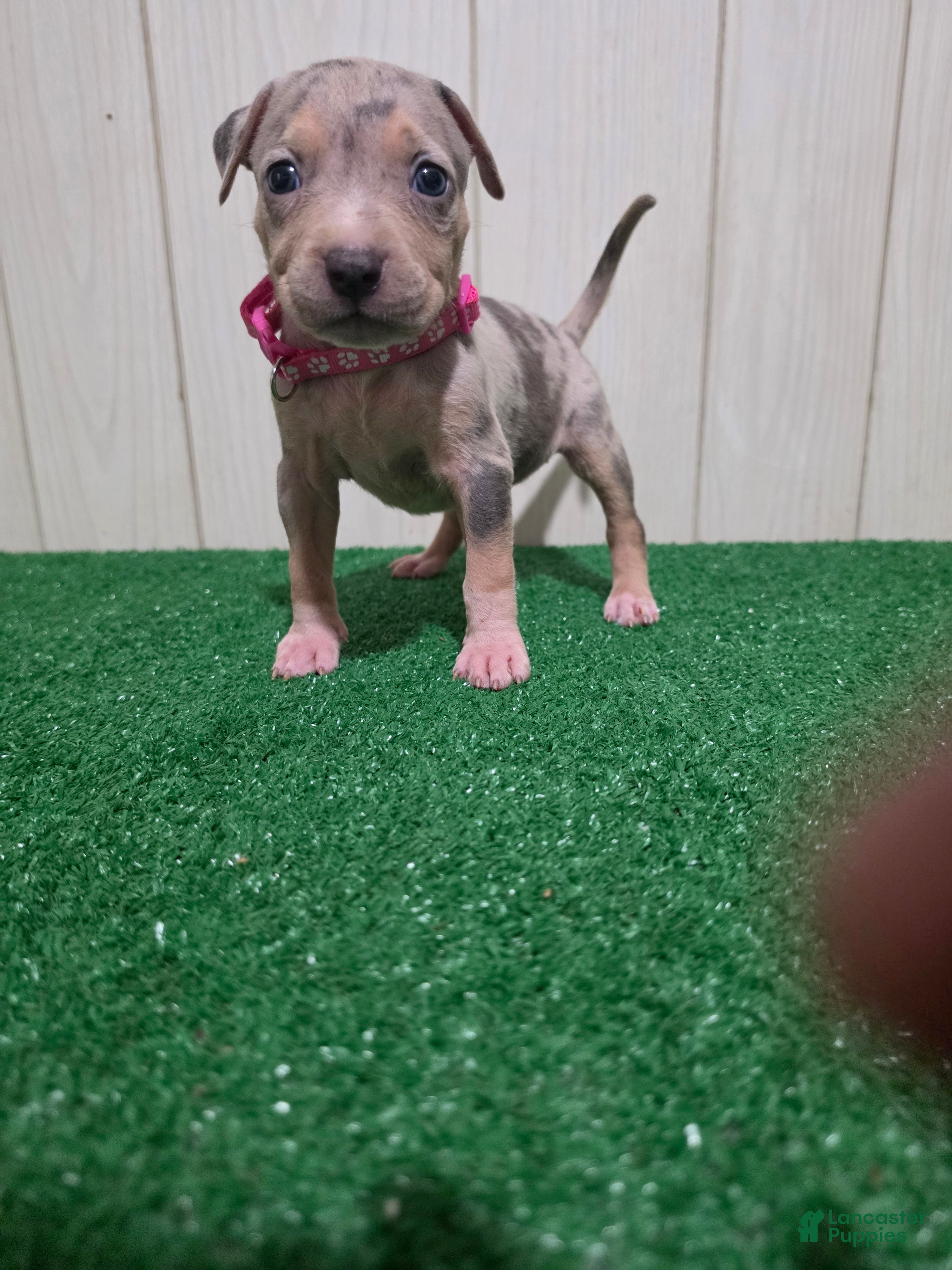 American Bully dogs American Bully XL Puppy 7 (Pink Collar) - Ad 4