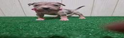American Bully dogs for sale: American Bully XL Puppy 7 (Pink Collar) - Ad 1