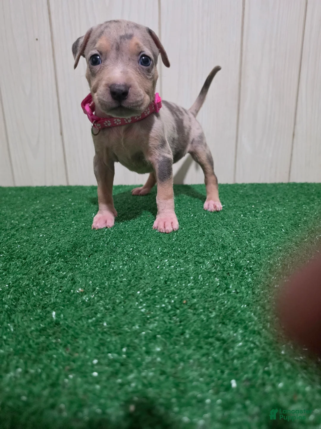American Bully dogs for sale: American Bully XL Puppy 7 (Pink Collar) - Ad 1