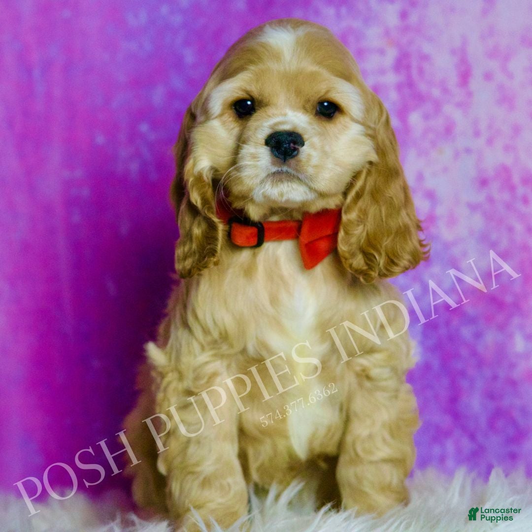 Cocker Spaniel dogs Bennie - Ad 33