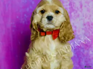 Cocker Spaniel dogs Bennie - Ad 33