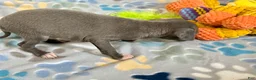 Italian Greyhound dogs for sale: Tigerlily - Ad 6