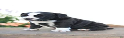 Beabull dogs for sale: Panther - Ad 3