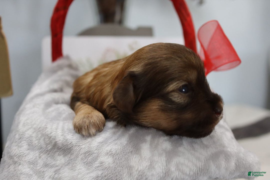 Havanese dogs for sale: Twinkles - Ad 7