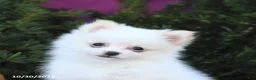 Pomeranian dogs for sale: Tiny - Ad 5