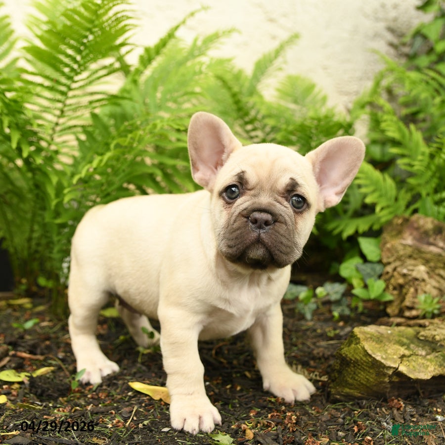 French Bulldog dogs Delightful Doris - Ad 2