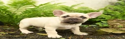 French Bulldog dogs for sale: Delightful Doris - Ad 2