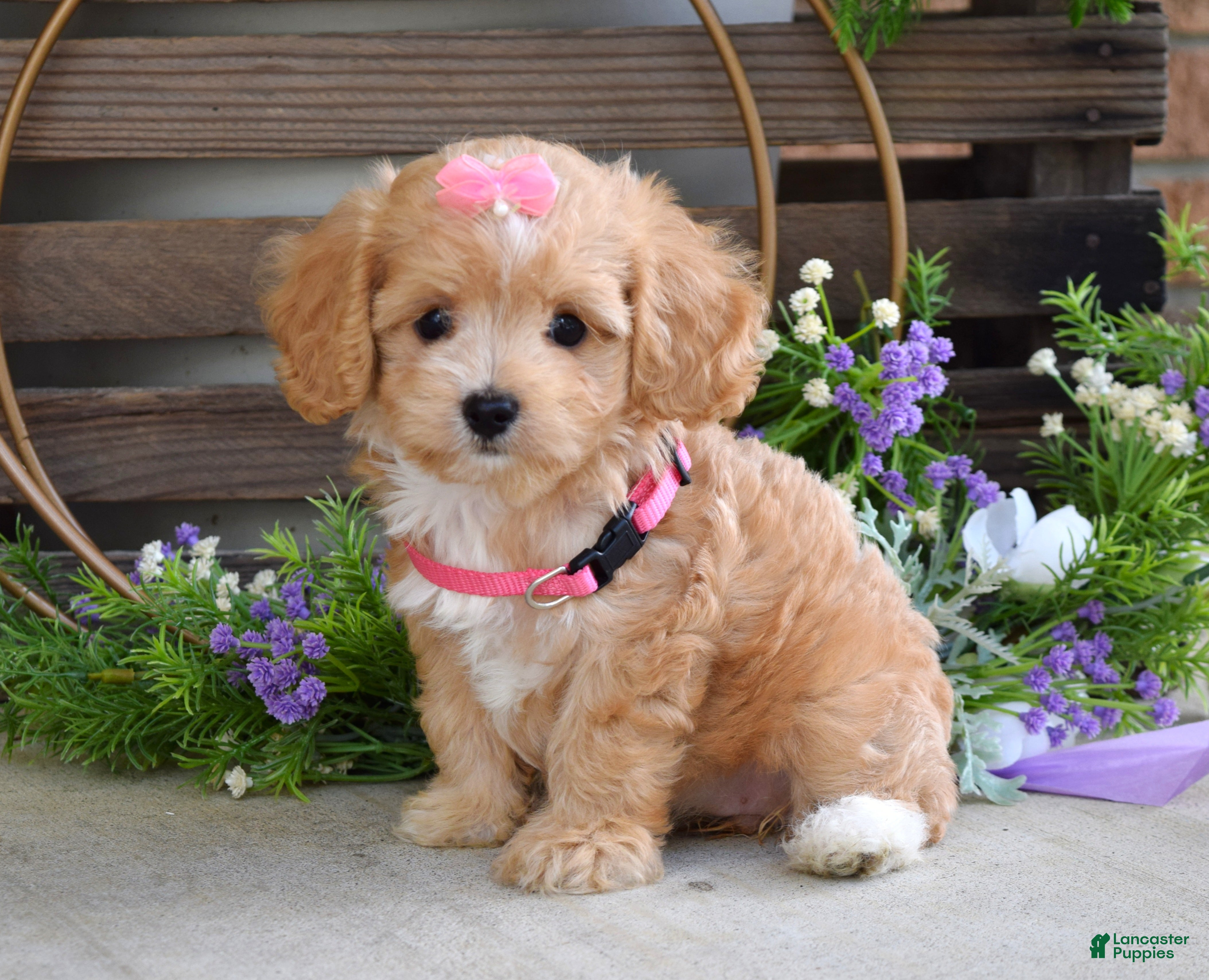 Maltipoo dogs Harmony  - Ad 1