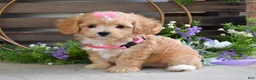 Maltipoo dogs for sale: Harmony  - Ad 1