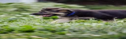 German Shepherd dogs for sale: Duke - Ad 4
