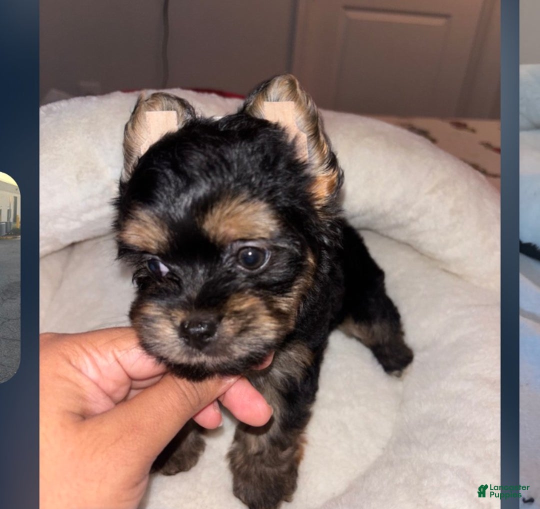 Mixed Breed dogs for sale: Mixed Breed Puppy 2 - Ad 1