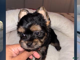 Mixed Breed dogs Mixed Breed Puppy 2 - Ad 17